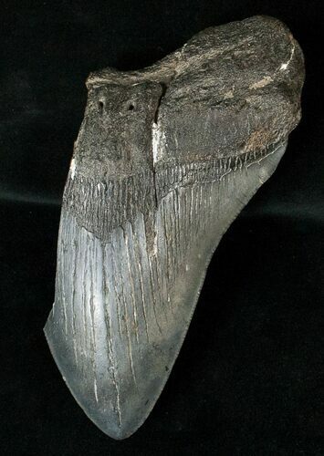 Partial Fossil Megalodon Tooth #17251